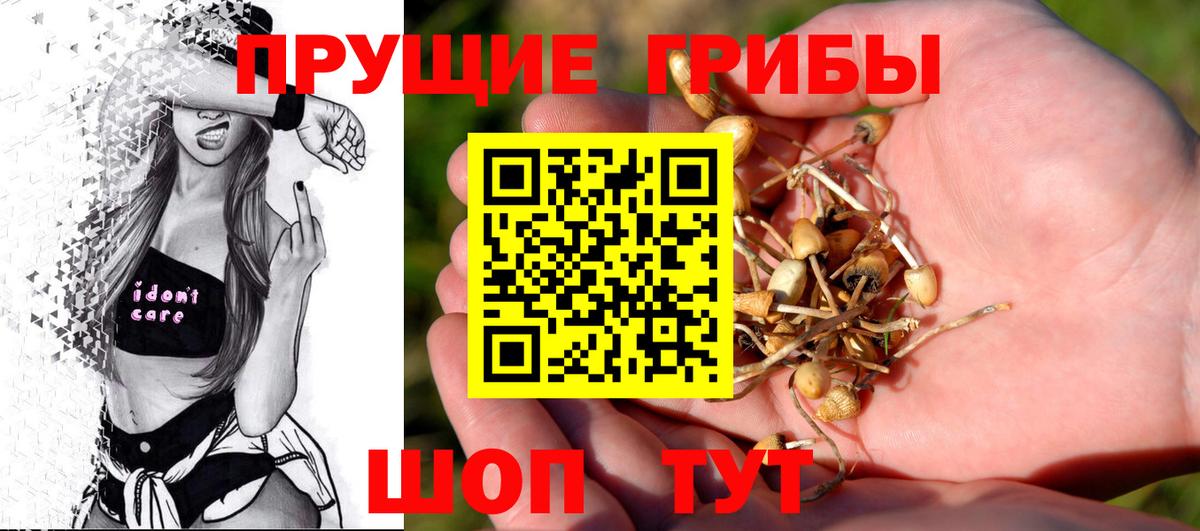 Сокол  Псилоцибиновые грибы Psilocybe  Вход с VPN  Псилоцибиновые грибы Psilocybine cubensis 